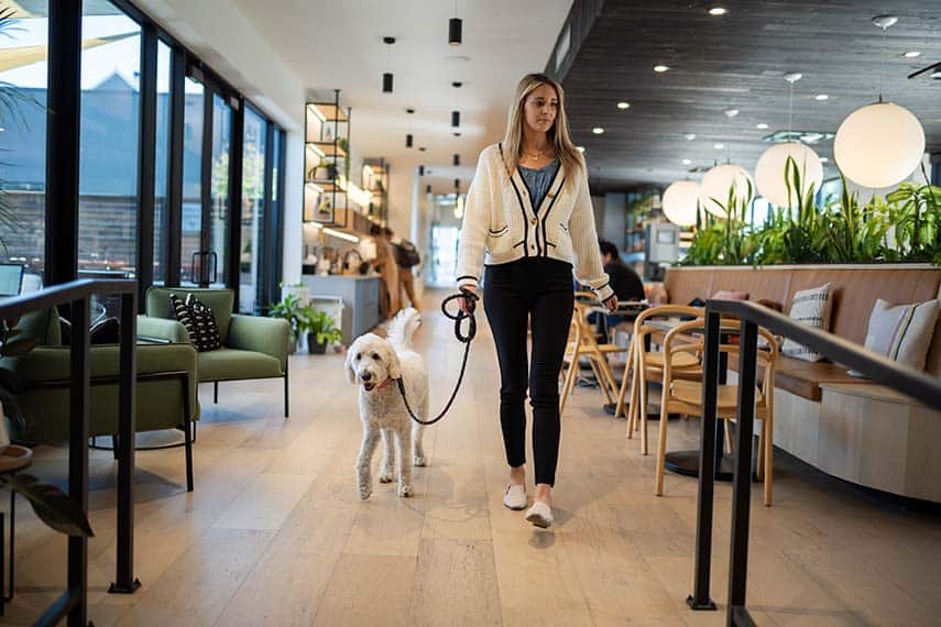 A woman walks her dog in an office.